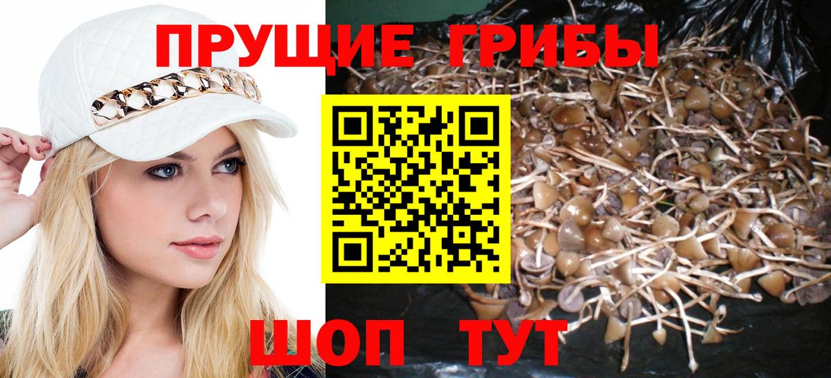 Ейск  Псилоцибиновые грибы MAGIC MUSHROOMS  Вход с VPN  Галлюциногенные грибы Psilocybe 